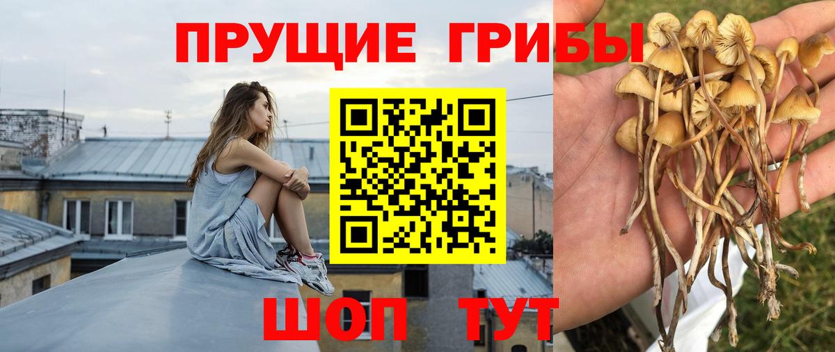 Бор  Галлюциногенные грибы MAGIC MUSHROOMS  Вход с VPN 